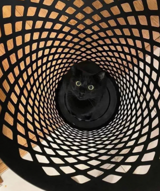 Illustration de l'article : 14 photos de chats les plus hilarants du moment