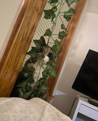 Illustration de l'article : 14 photos de chats les plus hilarants du moment