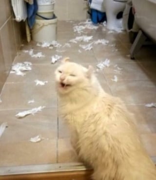 Illustration de l'article : 15 photos de chats qui savent montrer toutes leurs dents 