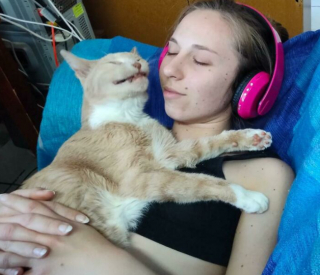 Illustration de l'article : 15 photos de chats qui savent montrer toutes leurs dents 