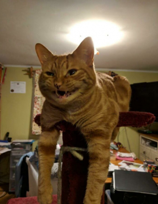 Illustration de l'article : 15 photos de chats qui savent montrer toutes leurs dents 