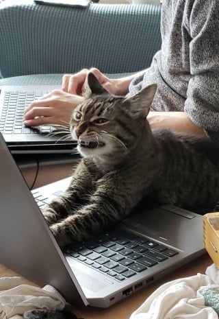 Illustration de l'article : 15 photos de chats qui savent montrer toutes leurs dents 