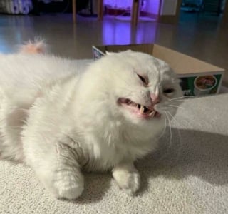 Illustration de l'article : 15 photos de chats qui savent montrer toutes leurs dents 