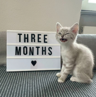 Illustration de l'article : 15 photos de chats qui savent montrer toutes leurs dents 