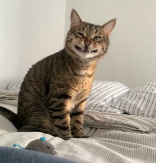 Illustration de l'article : 15 photos de chats qui savent montrer toutes leurs dents 