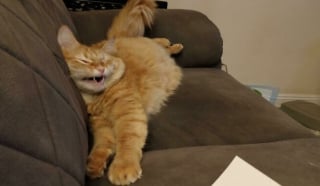 Illustration de l'article : 15 photos de chats qui savent montrer toutes leurs dents 