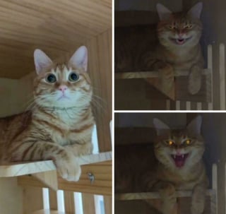 Illustration de l'article : 15 photos de chats qui savent montrer toutes leurs dents 