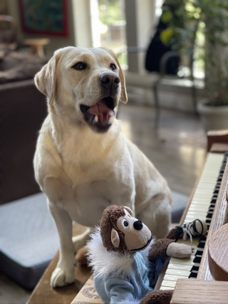 Illustration de l'article : Un singe en peluche abandonné devient l'ami improbable d'un Labrador avec qui il partage toutes sortes d'aventures