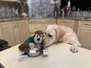 Illustration de l'article : Un singe en peluche abandonné devient l'ami improbable d'un Labrador avec qui il partage toutes sortes d'aventures