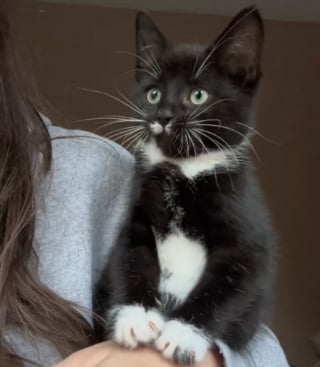 Illustration de l'article : L'adorable réaction d'un chaton qui observe les oiseaux pour la première fois de sa vie (vidéo)