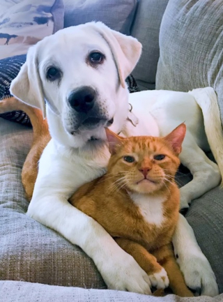 Illustration de l'article : L'évolution touchante de la relation entre un chat tenant à sa tranquillité et un chiot débordant d'énergie