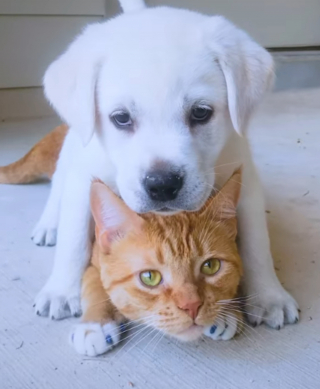 Illustration de l'article : L'évolution touchante de la relation entre un chat tenant à sa tranquillité et un chiot débordant d'énergie