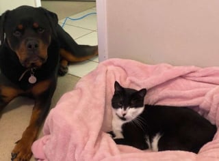 Illustration de l'article : Une partie de cache-cache avec son chien vire à la catastrophe quand le chat décide d'y participer (vidéo)