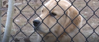 Illustration de l'article : La famille d'une chienne perdue en forêt se remet à espérer grâce à un drone à caméra thermique