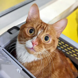 Illustration de l'article : Le combat inspirant d'un chat déterminé à mener une vie heureuse malgré son handicap
