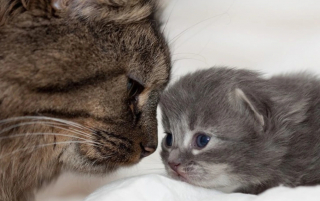 Illustration de l'article : 15 photos montrant que nos animaux de compagnie tout aussi comiques que tendres
