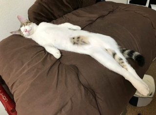 Illustration de l'article : 15 photos montrant que nos animaux de compagnie tout aussi comiques que tendres