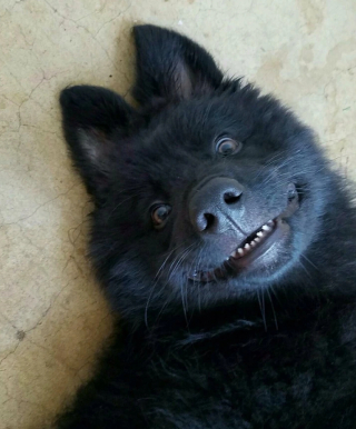 Illustration de l'article : 15 photos montrant que nos animaux de compagnie tout aussi comiques que tendres