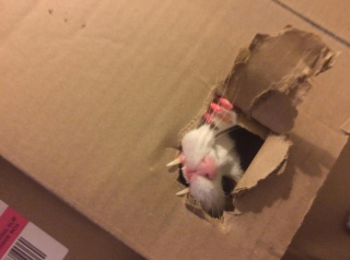Illustration de l'article : 15 photos montrant que nos animaux de compagnie tout aussi comiques que tendres