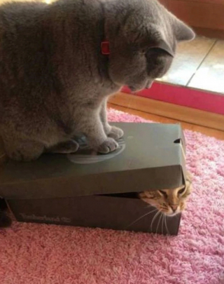 Illustration de l'article : 15 photos montrant que nos animaux de compagnie tout aussi comiques que tendres