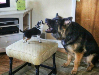 Illustration de l'article : 15 photos montrant que nos animaux de compagnie tout aussi comiques que tendres