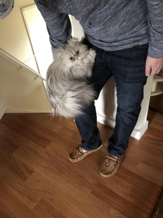 Illustration de l'article : 15 photos montrant que nos animaux de compagnie tout aussi comiques que tendres