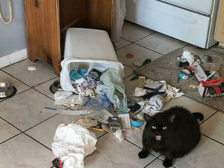 Illustration de l'article : 20 photos de chats, montrant leur comportement parfois très étrange