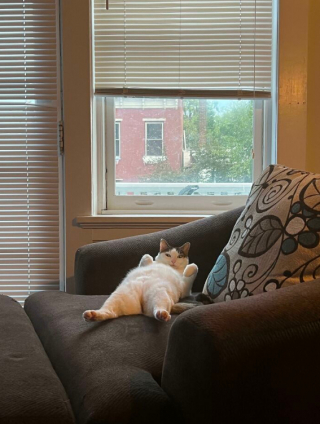 Illustration de l'article : 20 photos de chats, montrant leur comportement parfois très étrange