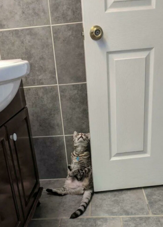 Illustration de l'article : 20 photos de chats, montrant leur comportement parfois très étrange