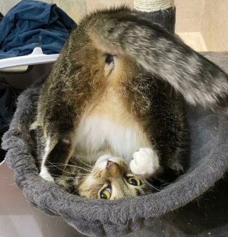 Illustration de l'article : 20 photos de chats, montrant leur comportement parfois très étrange