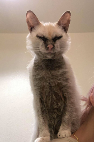 Illustration de l'article : 20 photos de chats, montrant leur comportement parfois très étrange