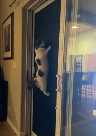 Illustration de l'article : 20 photos de chats, montrant leur comportement parfois très étrange