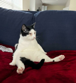 Illustration de l'article : 20 photos de chats, montrant leur comportement parfois très étrange