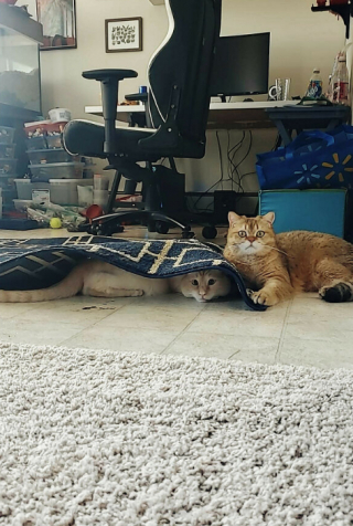 Illustration de l'article : 20 photos de chats, montrant leur comportement parfois très étrange