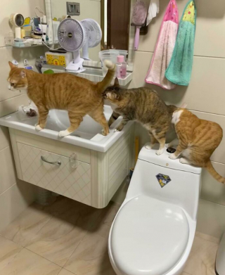 Illustration de l'article : 20 photos de chats, montrant leur comportement parfois très étrange