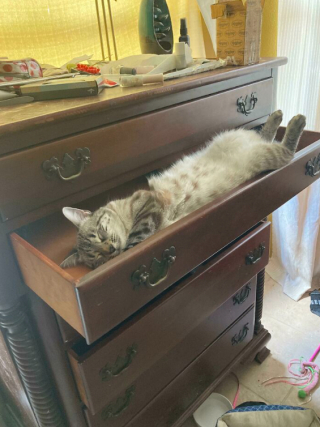 Illustration de l'article : 20 photos de chats, montrant leur comportement parfois très étrange