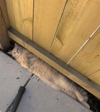 Illustration de l'article : 20 photos de chats, montrant leur comportement parfois très étrange