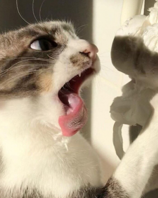 Illustration de l'article : 20 photos de chats, montrant leur comportement parfois très étrange