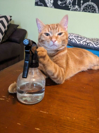 Illustration de l'article : 20 photos de chats, montrant leur comportement parfois très étrange