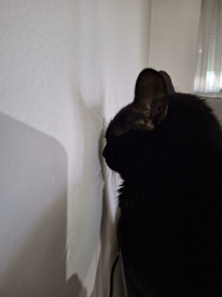 Illustration de l'article : 20 photos de chats, montrant leur comportement parfois très étrange