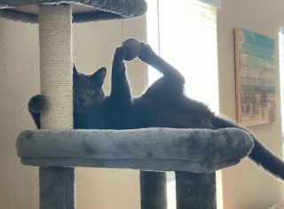 Illustration de l'article : 20 photos de chats, montrant leur comportement parfois très étrange