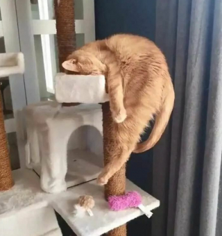 Illustration de l'article : 20 photos de chats, montrant leur comportement parfois très étrange
