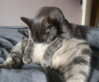 Illustration de l'article : 20 photos de chats, montrant leur comportement parfois très étrange