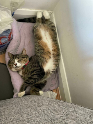 Illustration de l'article : 20 photos de chats, montrant leur comportement parfois très étrange
