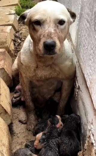 Illustration de l'article : L'histoire touchante de Kaia, maman chien courageuse trouvée avec ses chiots dans un fossé boueux 