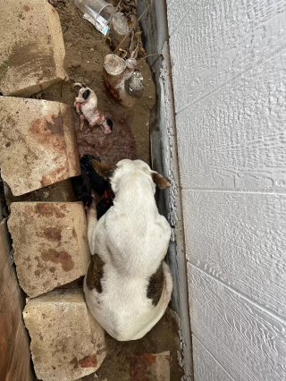Illustration de l'article : L'histoire touchante de Kaia, maman chien courageuse trouvée avec ses chiots dans un fossé boueux 