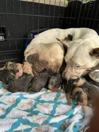 Illustration de l'article : L'histoire touchante de Kaia, maman chien courageuse trouvée avec ses chiots dans un fossé boueux 