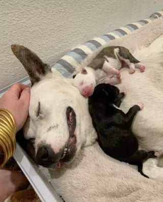 Illustration de l'article : L'histoire touchante de Kaia, maman chien courageuse trouvée avec ses chiots dans un fossé boueux 