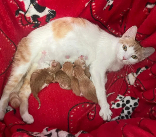 Illustration de l'article : Une chatte errante insaisissable disparaît puis refait surface pour chercher un endroit sûr pour accoucher