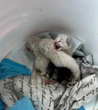 Illustration de l'article : 4 chatons abandonnés après une tempête trouvent le réconfort dans un foyer aimant
